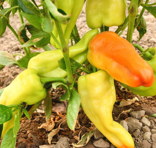 Biscayne Hybrid Pepper Seeds