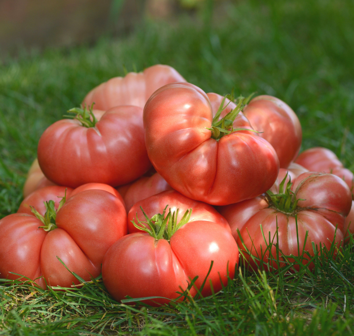 Big Brandy Hybrid Tomato Seeds