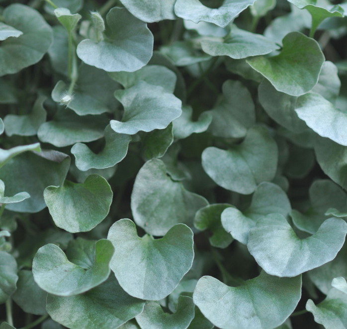 Silver Falls Dichondra Seeds