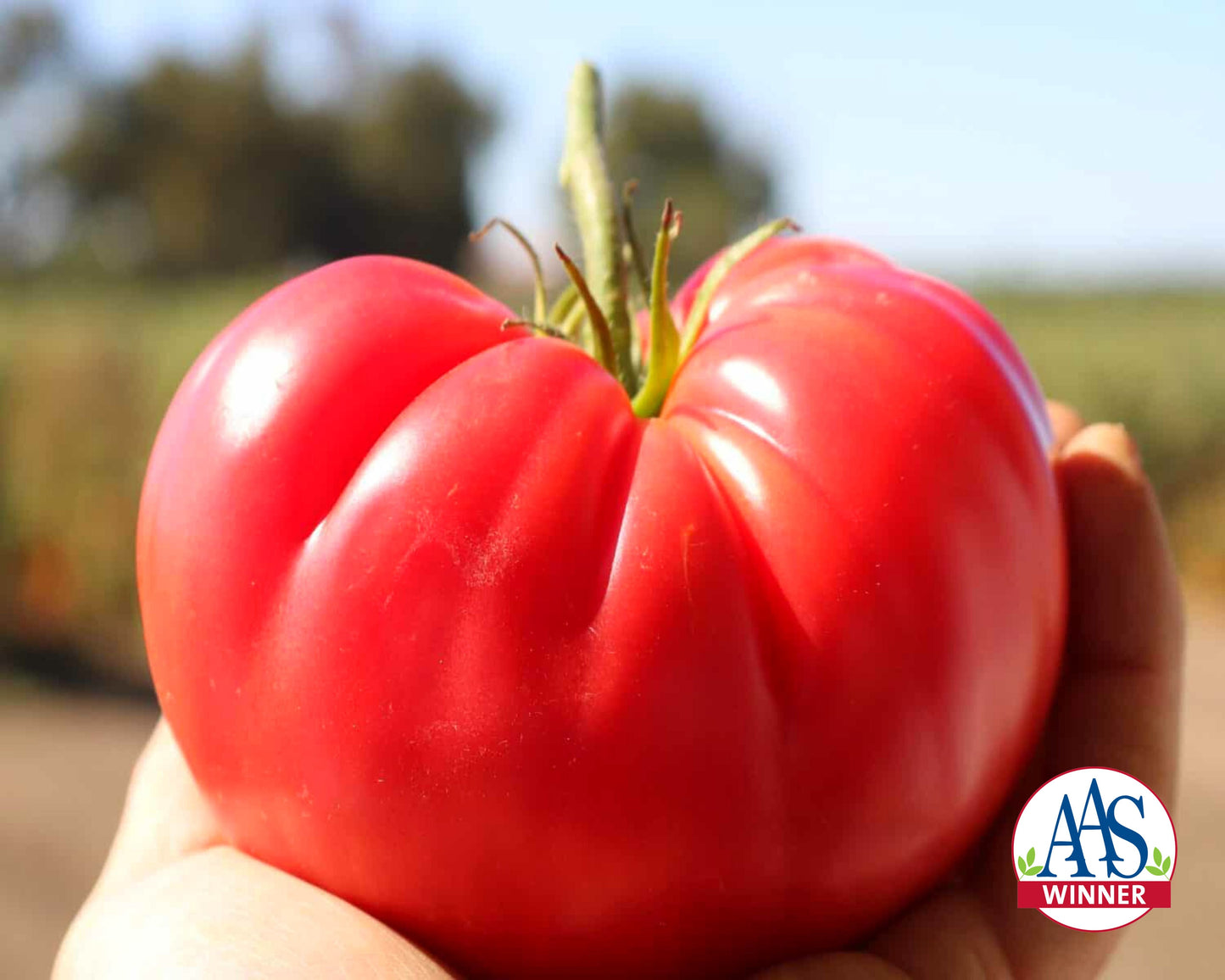 Pink Delicious Hybrid VFFTSt Tomato