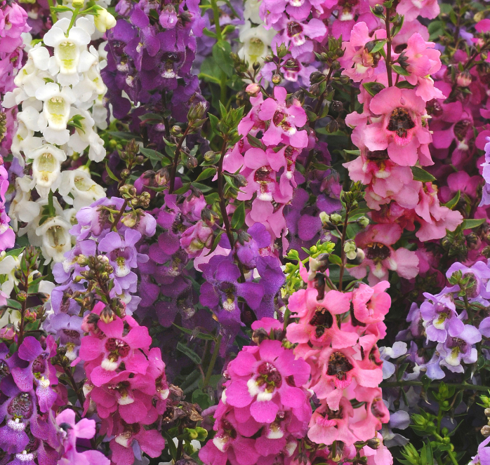 Serena Hybrid Mix Angelonia Seeds