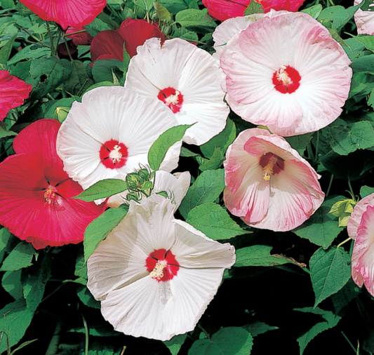 Disco Belle Hybrid Mix Hibiscus Seeds