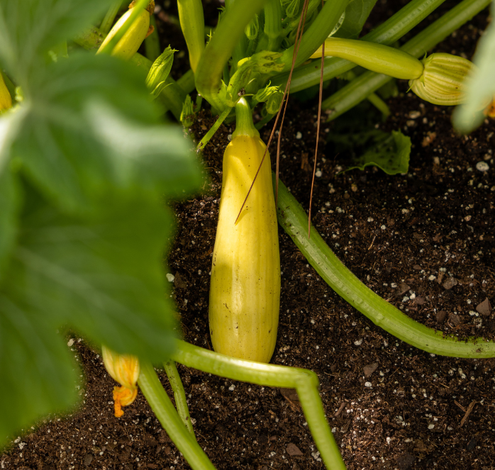 Smooth Criminal Hybrid Summer Squash Seeds