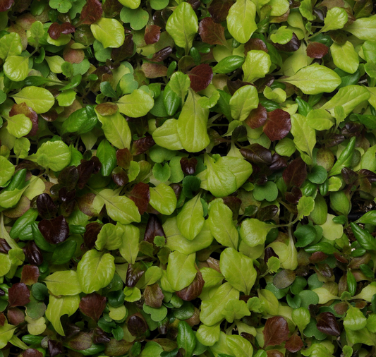 Alfresco Mesclun Blend Lettuce Seeds