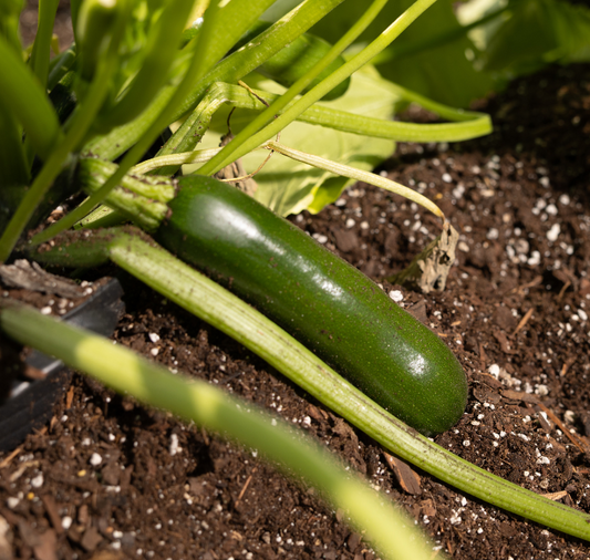 Spineless Supreme Hybrid Zucchini Seeds