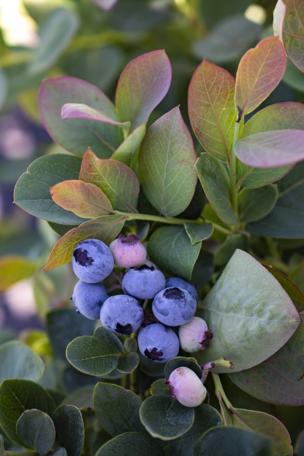 Silver Dollar® Blueberry