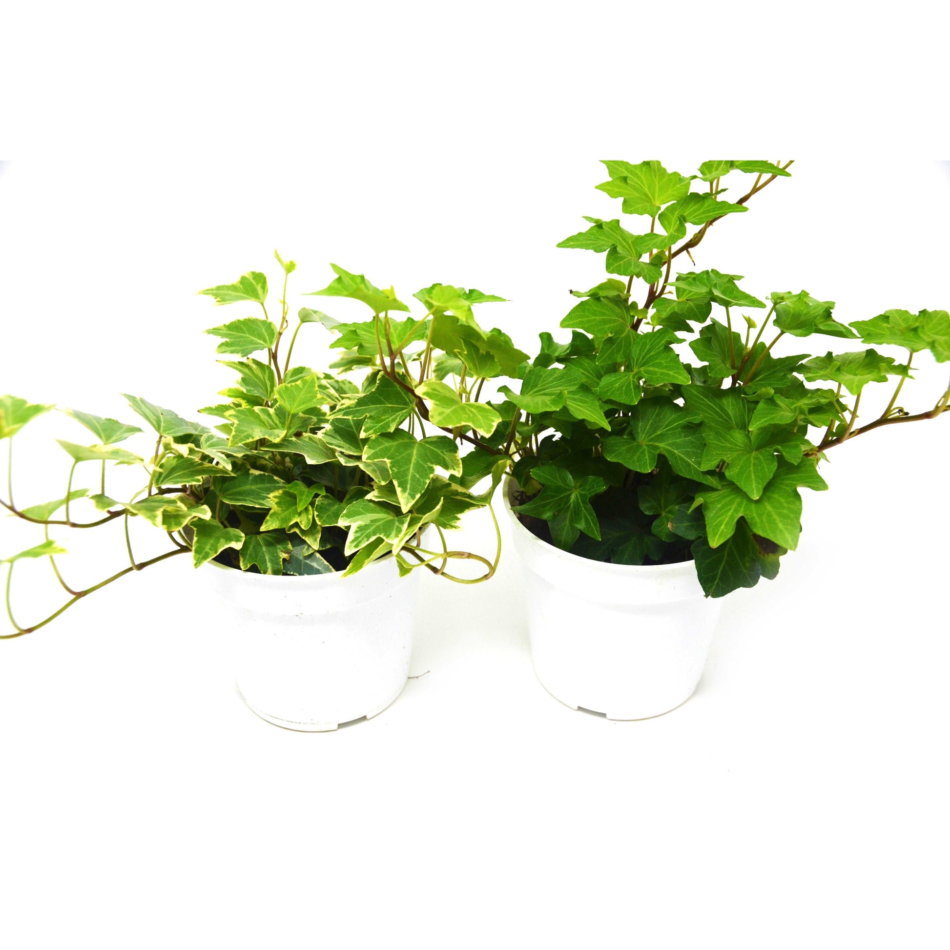2 English Ivy Variety Pack - Live House Plant - FREE Care Guide - 4" Pot House Plant Shop