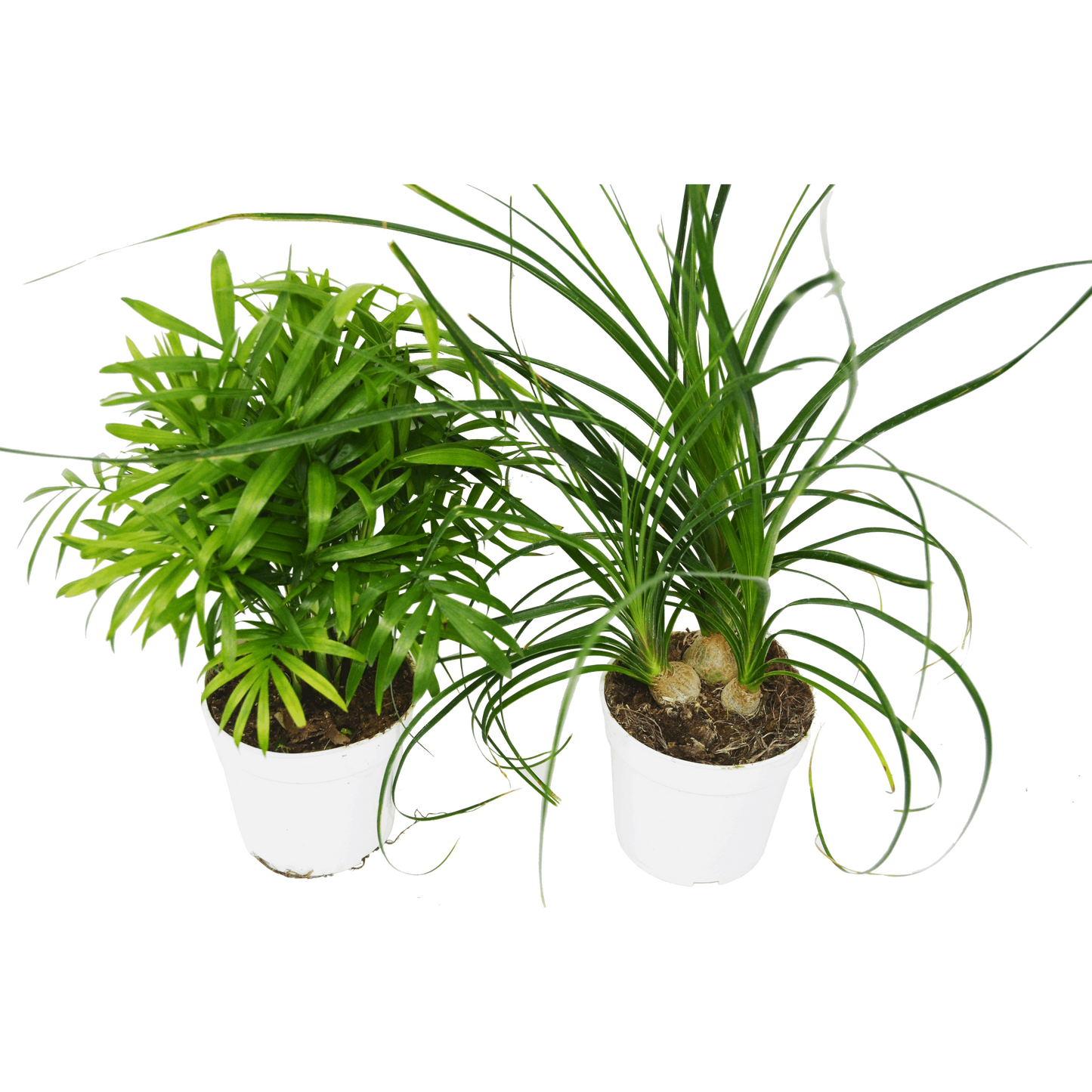 2 Palm Variety Pack / 4" Pots / Live Plant / House Plant House Plant Shop