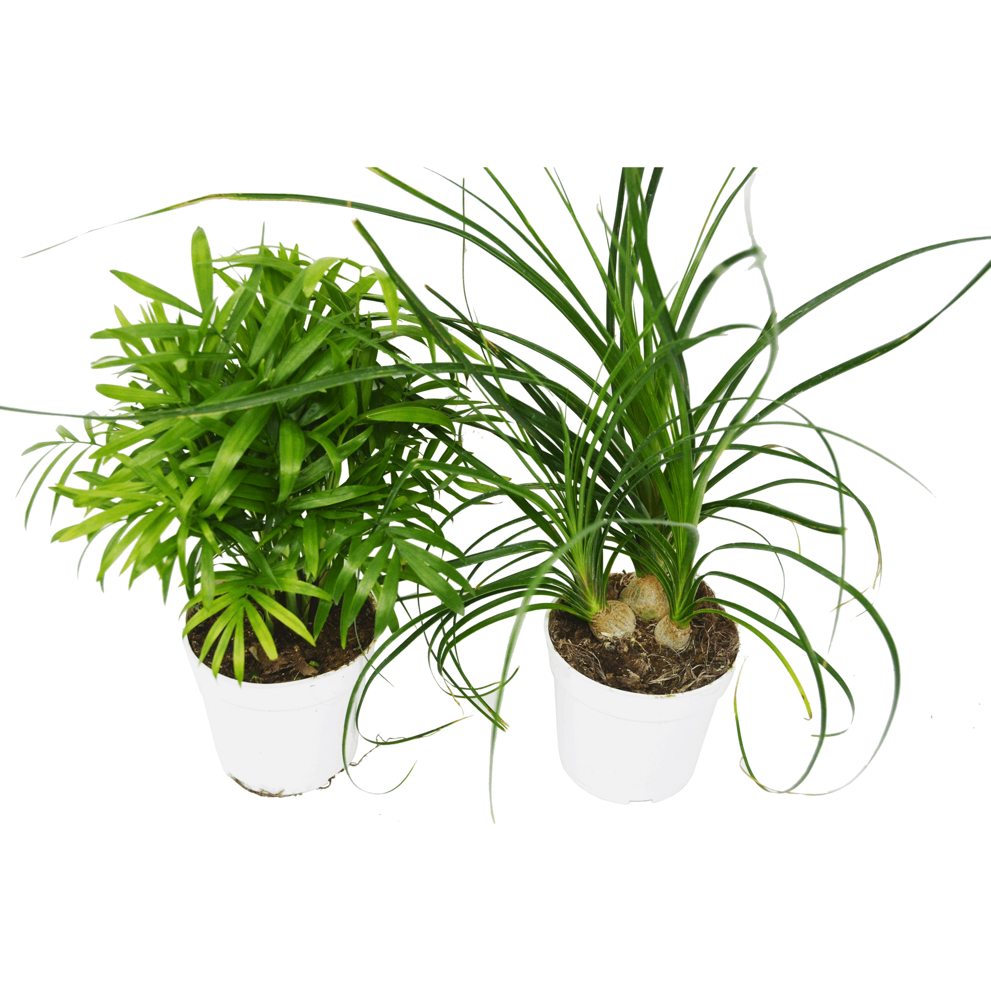 2 Palm Variety Pack / 4" Pots / Live Plant / House Plant House Plant Shop