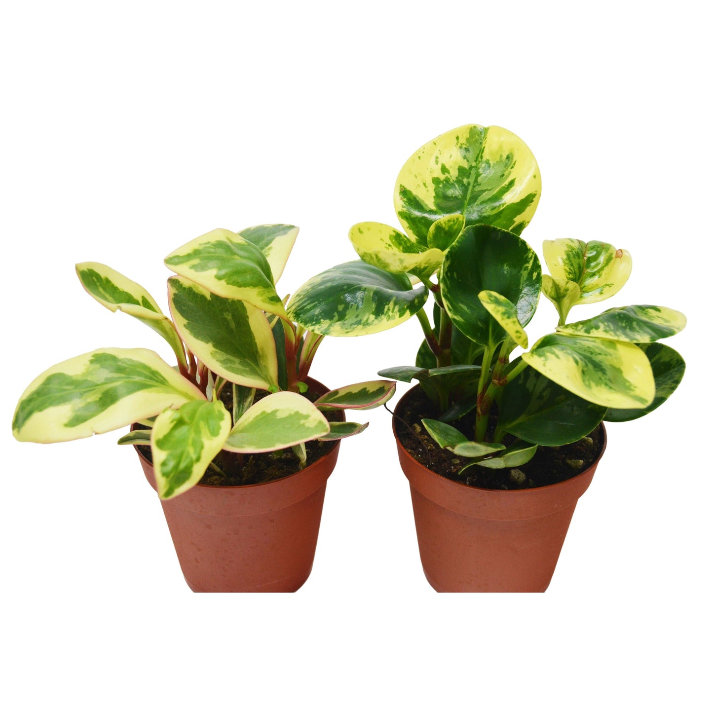 2 Peperomia Plants Variety Pack in 4" Pots - Baby Rubber Plants House Plant Shop