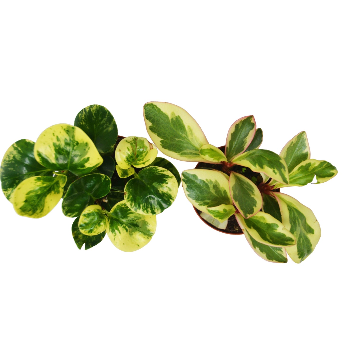 2 Peperomia Plants Variety Pack in 4" Pots - Baby Rubber Plants House Plant Shop