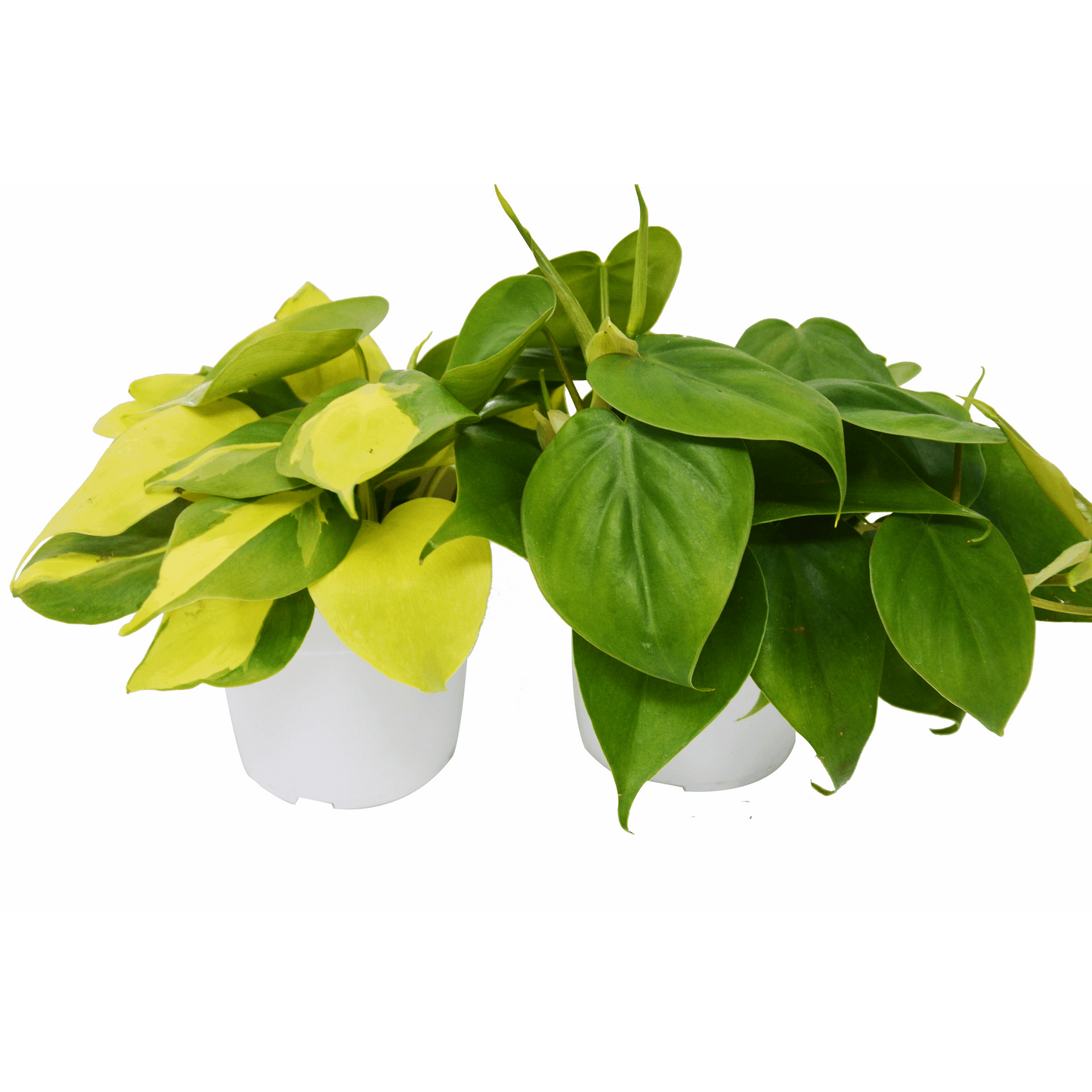 2 Philodendron Variety Pack - 4" Pot House Plant Shop