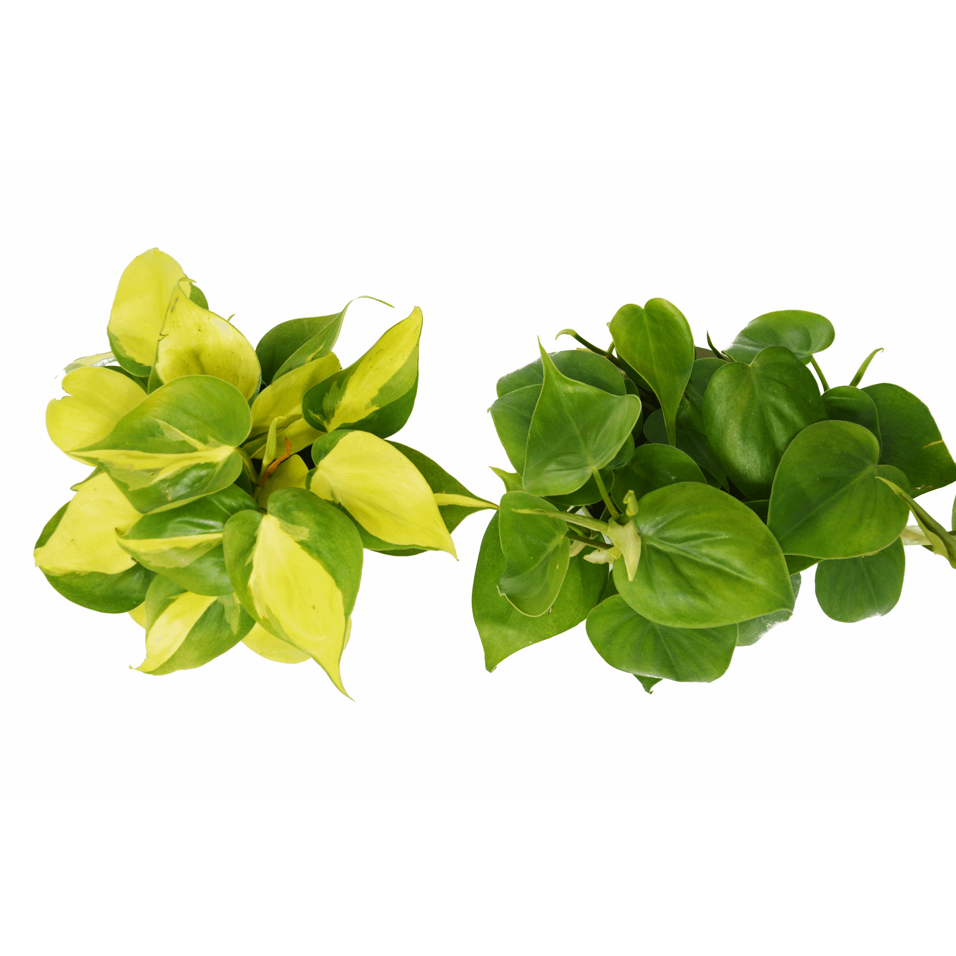 2 Philodendron Variety Pack - 4" Pot House Plant Shop