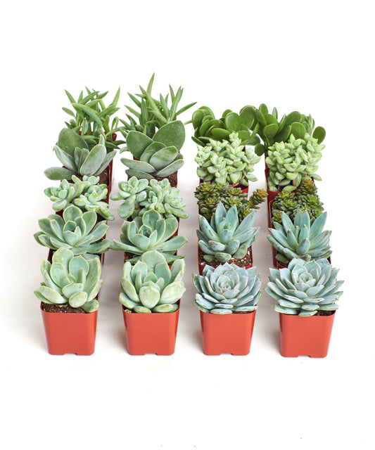 Blue & Green Mini Succulent Collection