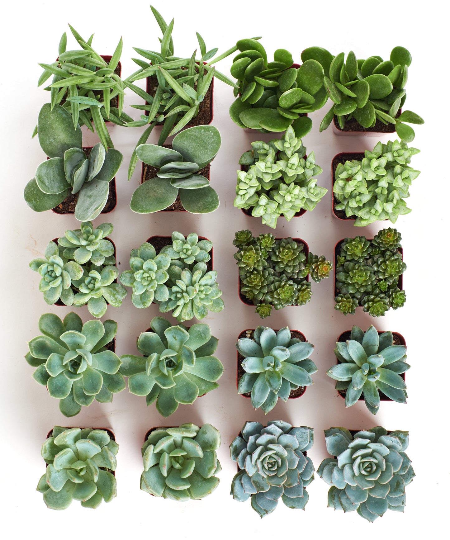 Blue & Green Mini Succulent Collection