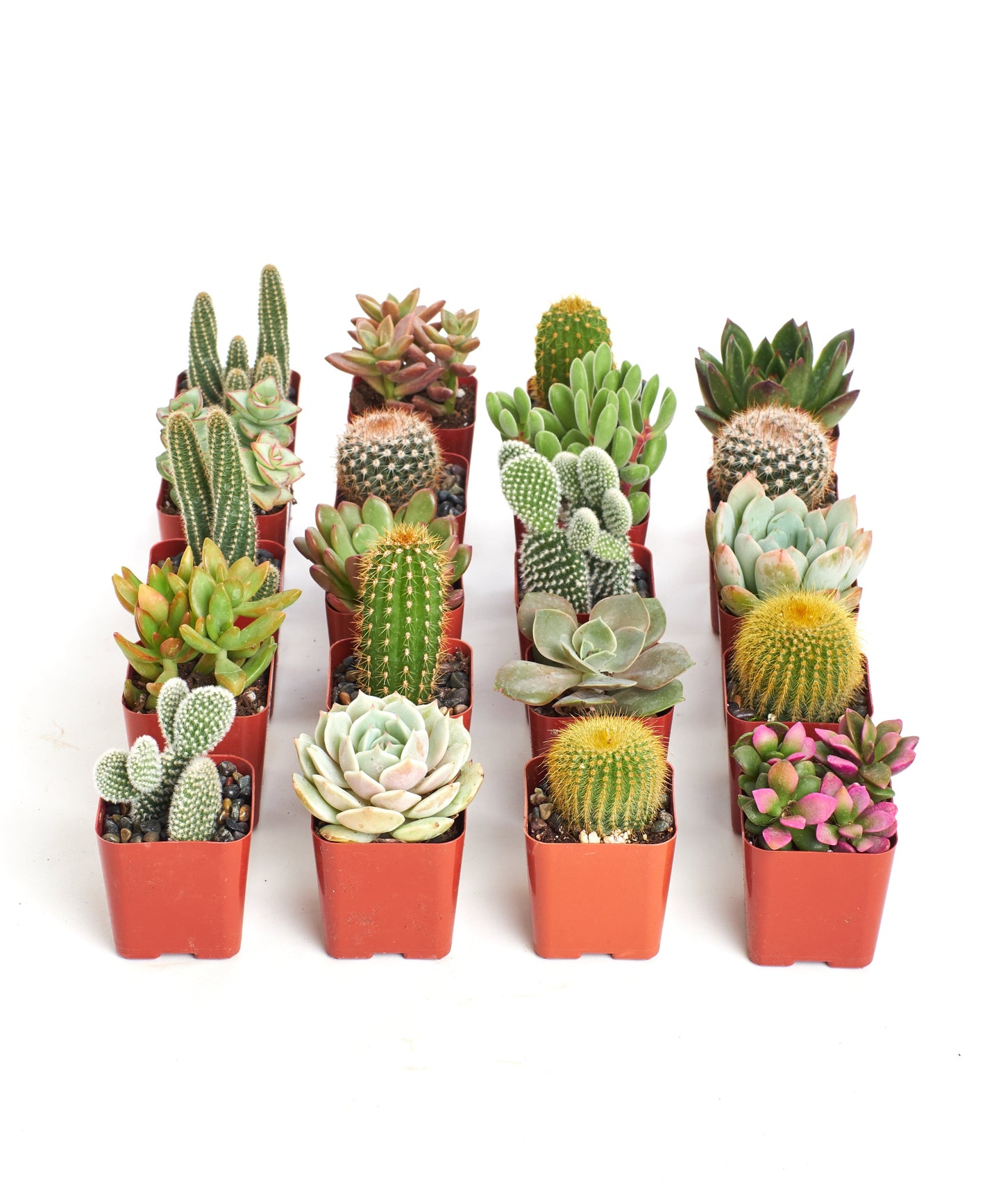 Assorted Mini Succulent & Cactus Collection