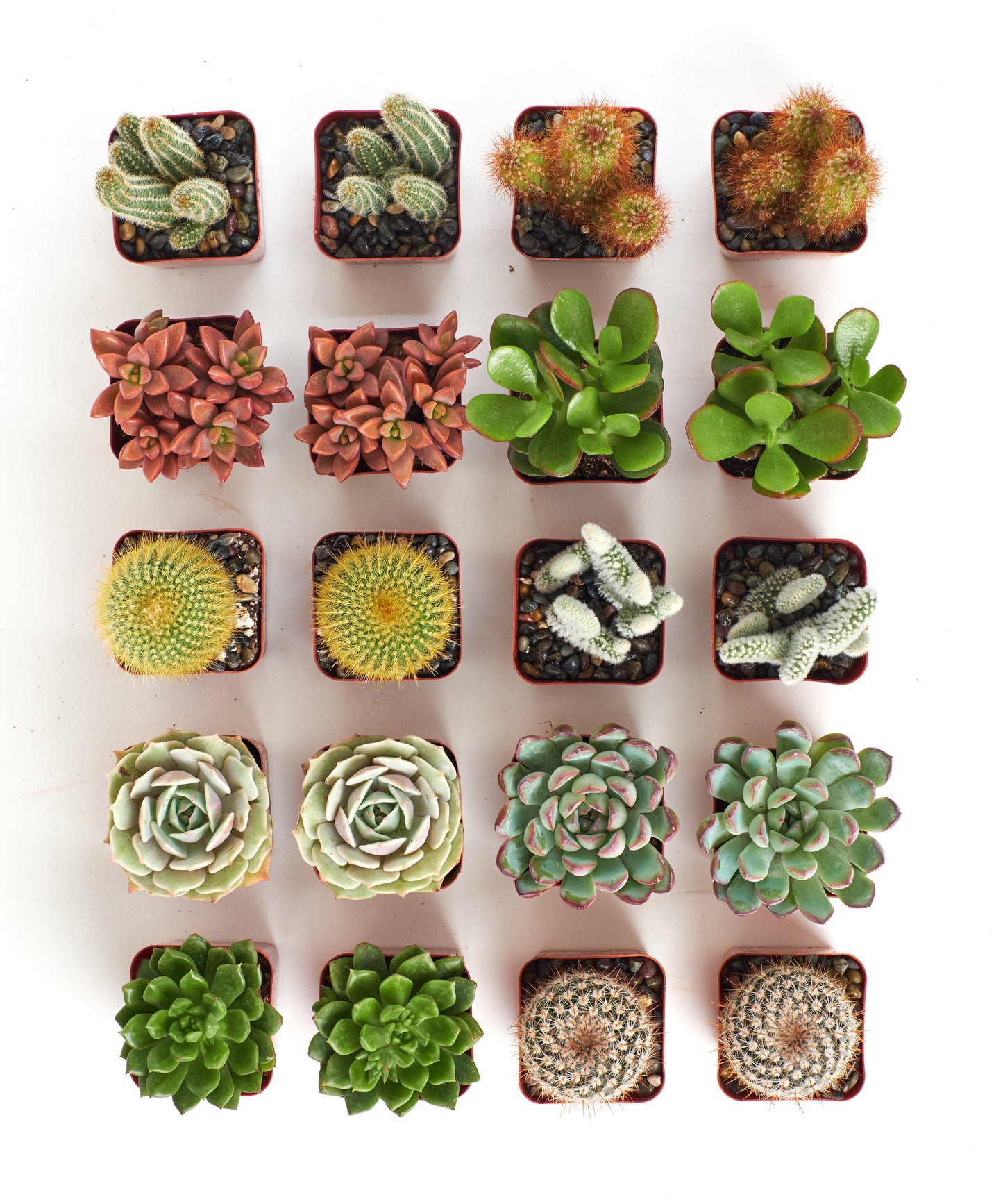 Assorted Mini Succulent & Cactus Collection