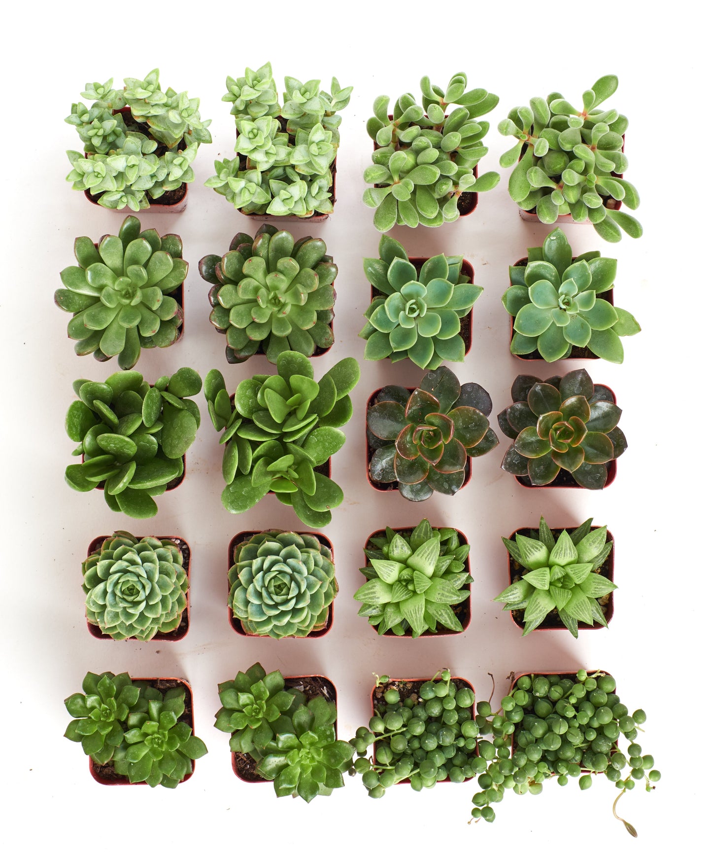 Verde Mini Succulent Collection