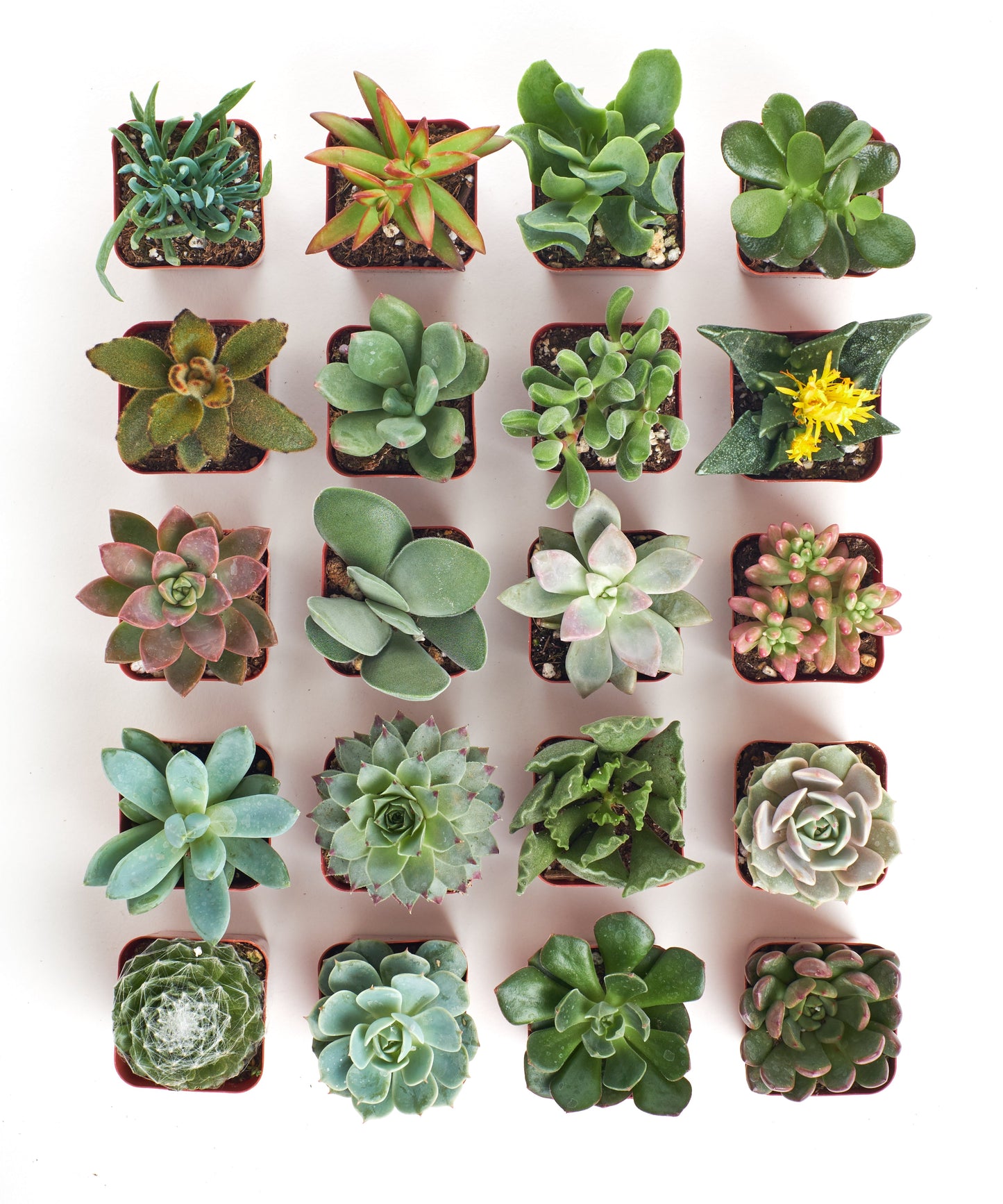 Unique Mini Succulent Collection