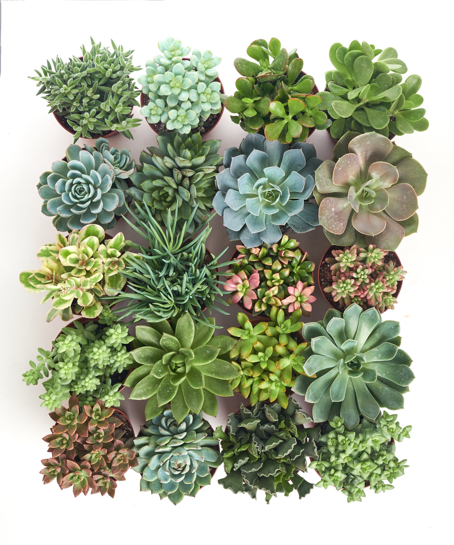 Assorted Medium Succulent Collection