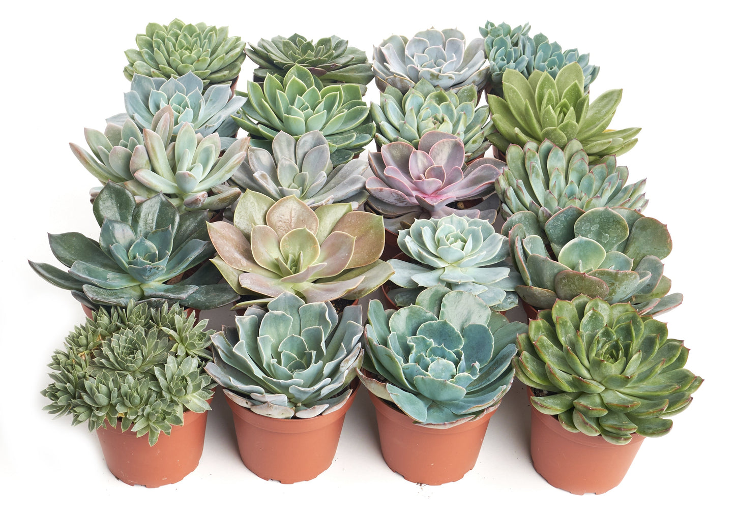 Rosette Medium Succulent Collection