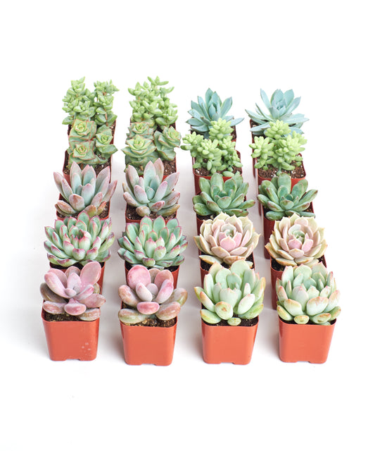 Pastel Mini Succulent Collection