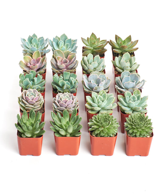 Rosette Succulent Collection