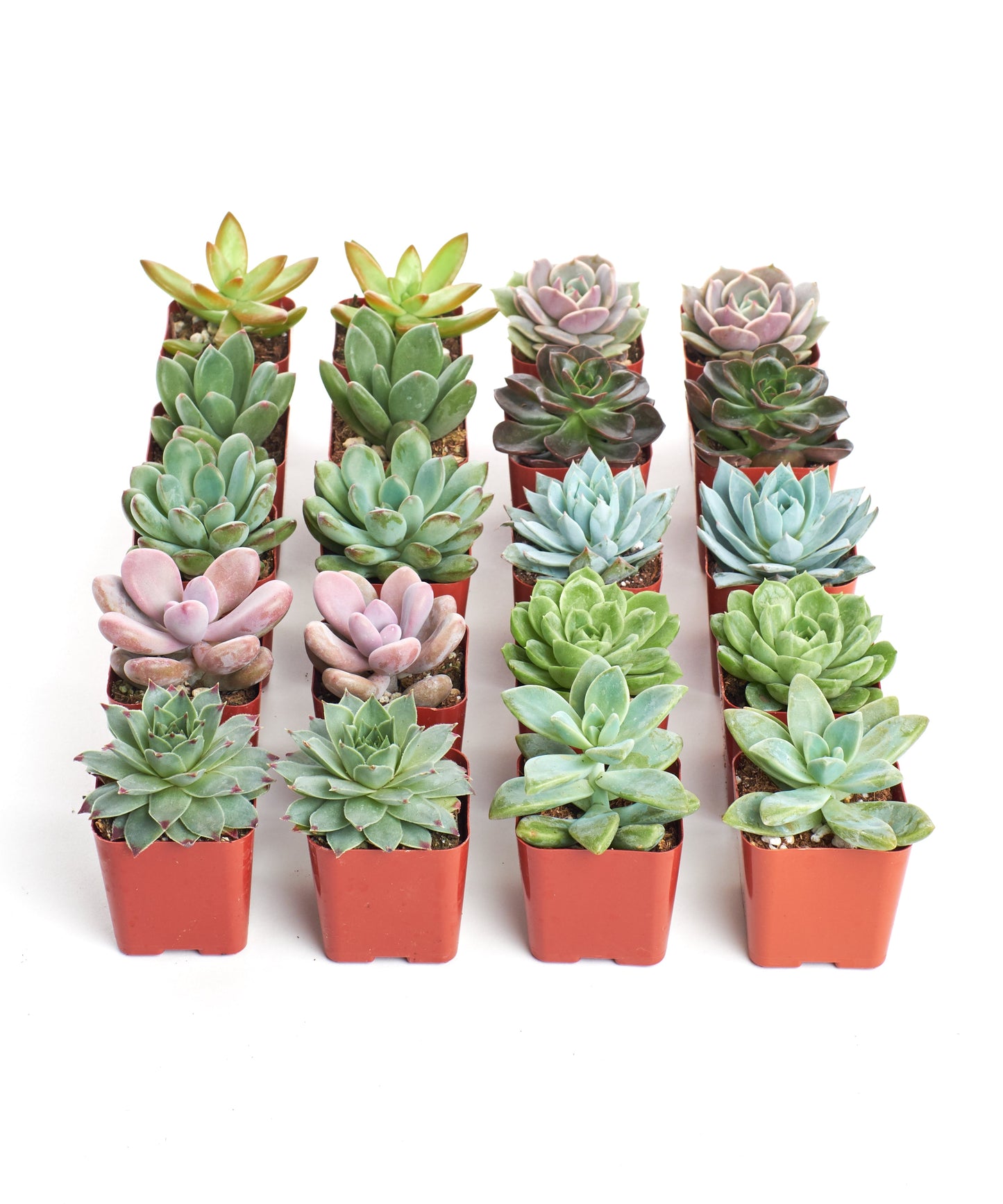 Rosette Succulent Collection