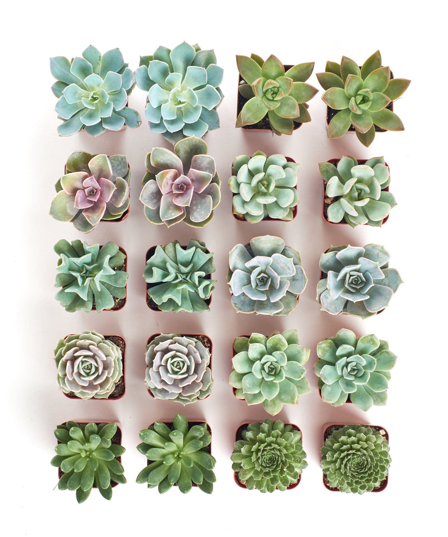 Rosette Succulent Collection