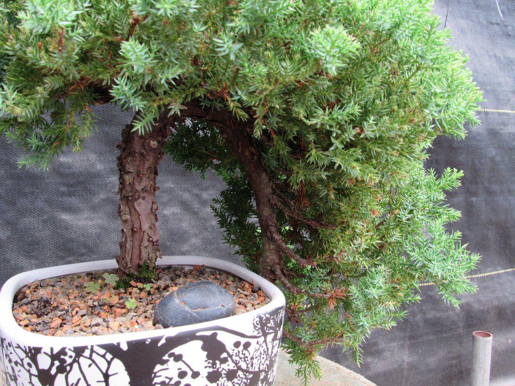 20 Year Old Cascade Juniper Specimen Bonsai Tree