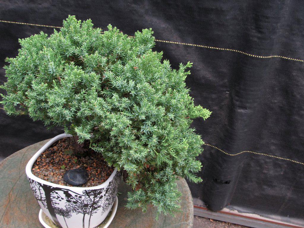 20 Year Old Cascade Juniper Specimen Bonsai Tree