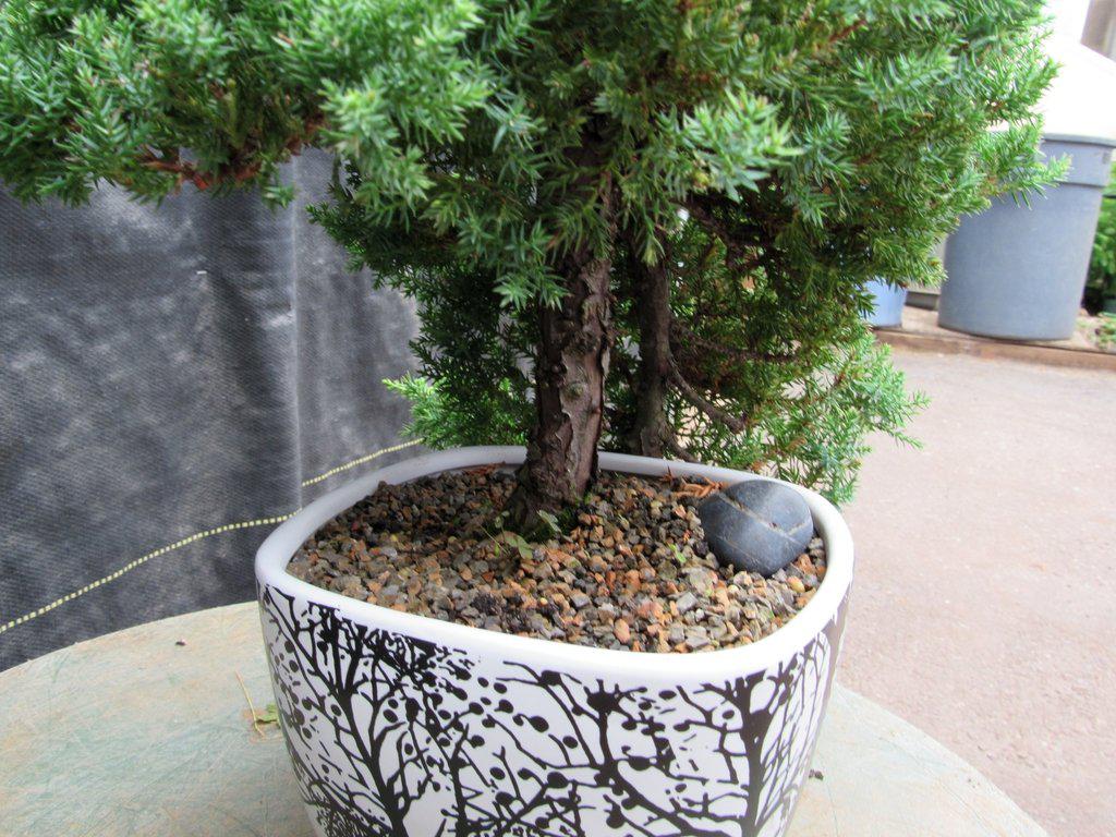 20 Year Old Cascade Juniper Specimen Bonsai Tree