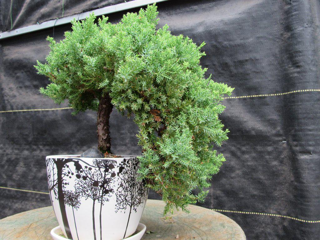 20 Year Old Cascade Juniper Specimen Bonsai Tree