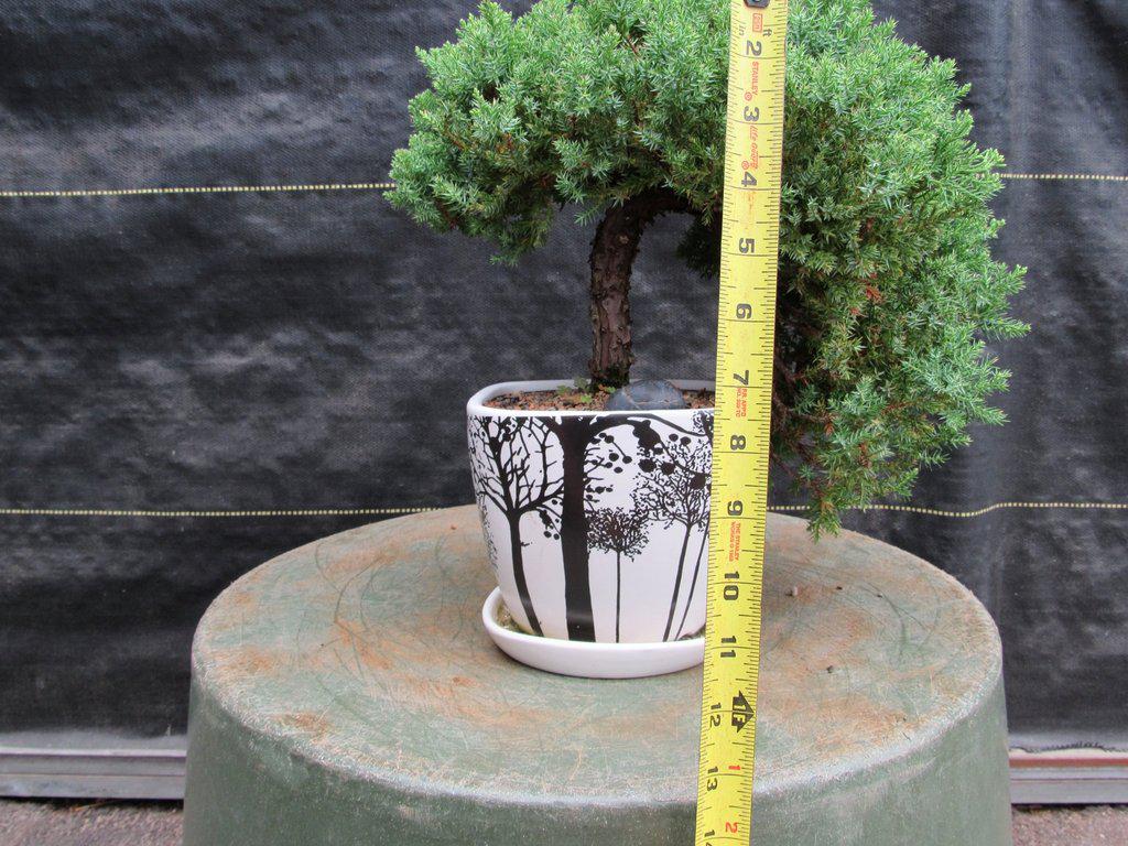 20 Year Old Cascade Juniper Specimen Bonsai Tree