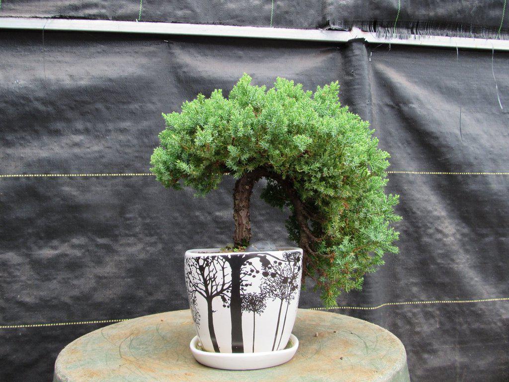 20 Year Old Cascade Juniper Specimen Bonsai Tree