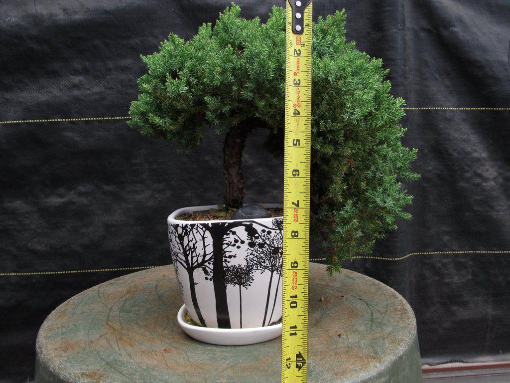 20 Year Old Cascade Juniper Specimen Bonsai Tree