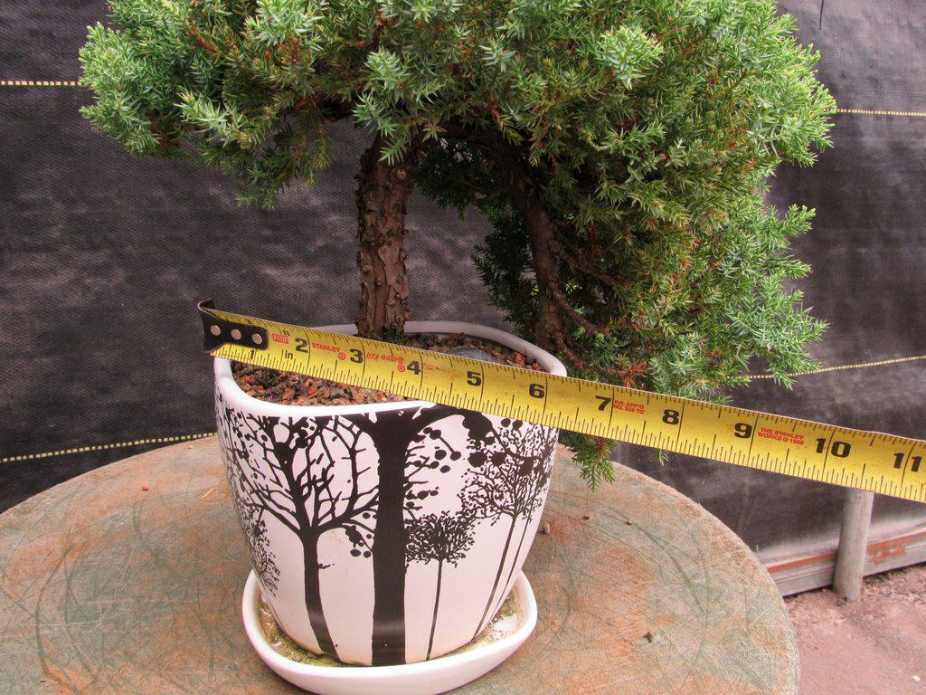 20 Year Old Cascade Juniper Specimen Bonsai Tree