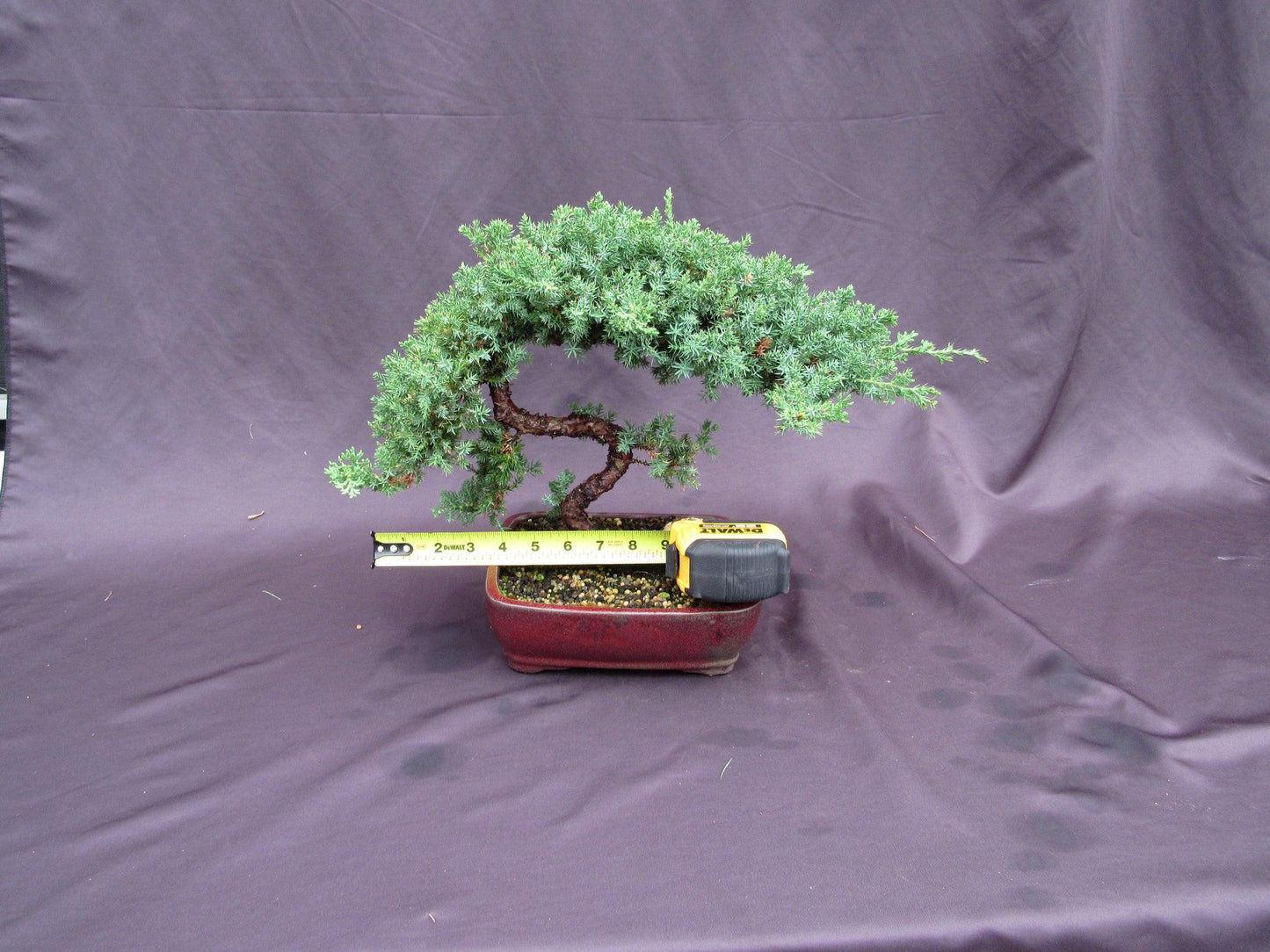 20 Year Old Juniper "S" Specimen Bonsai Tree