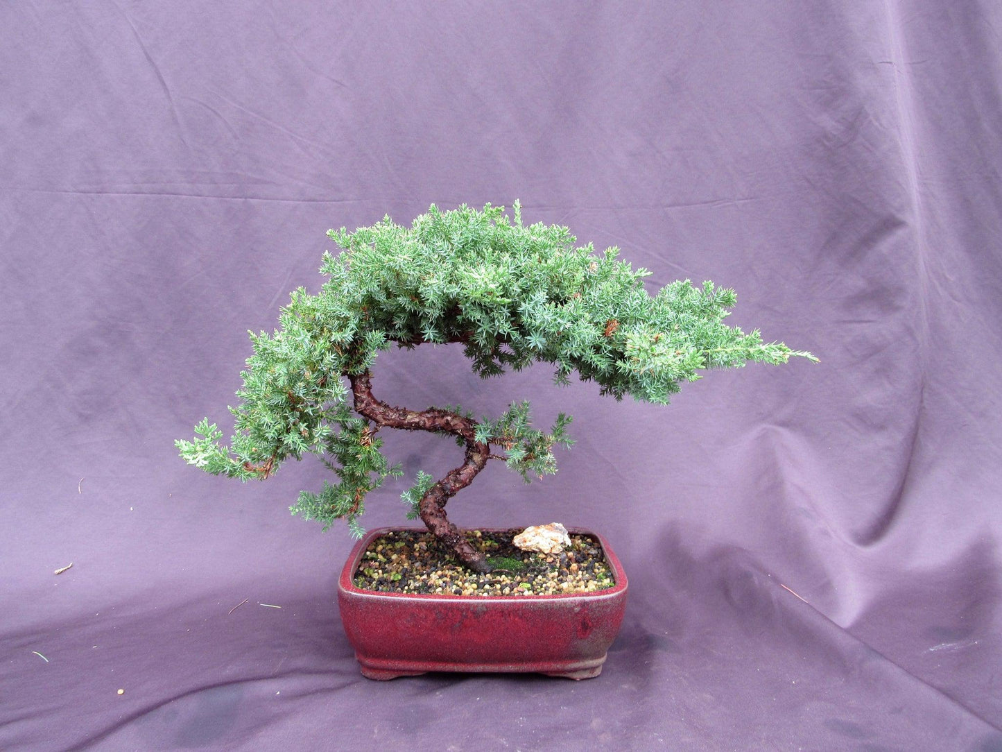 20 Year Old Juniper "S" Specimen Bonsai Tree