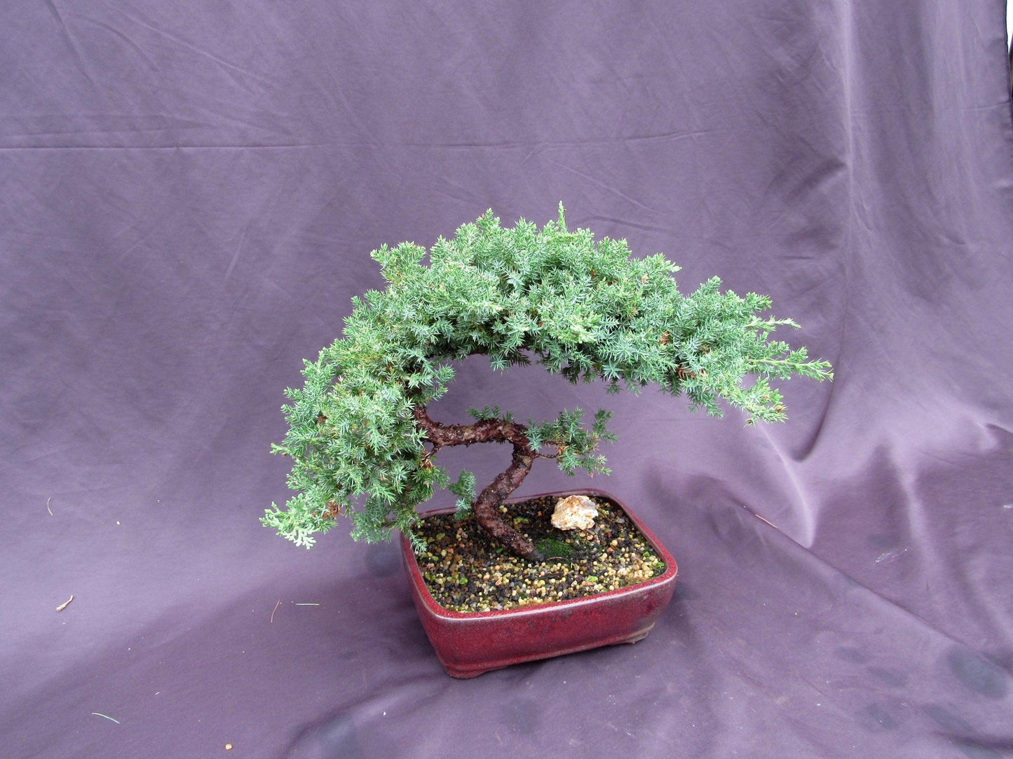 20 Year Old Juniper "S" Specimen Bonsai Tree