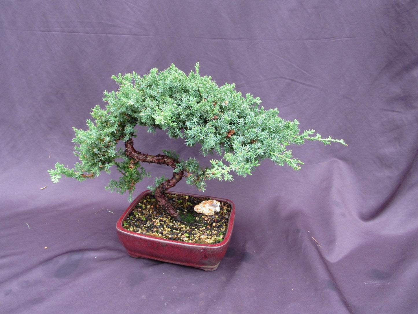 20 Year Old Juniper "S" Specimen Bonsai Tree