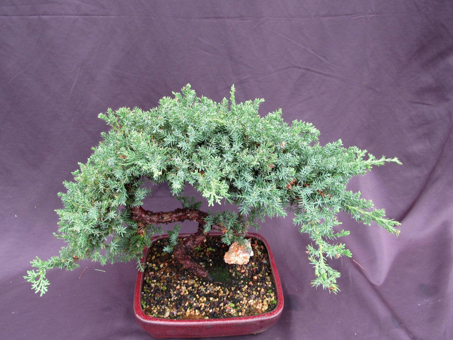 20 Year Old Juniper "S" Specimen Bonsai Tree