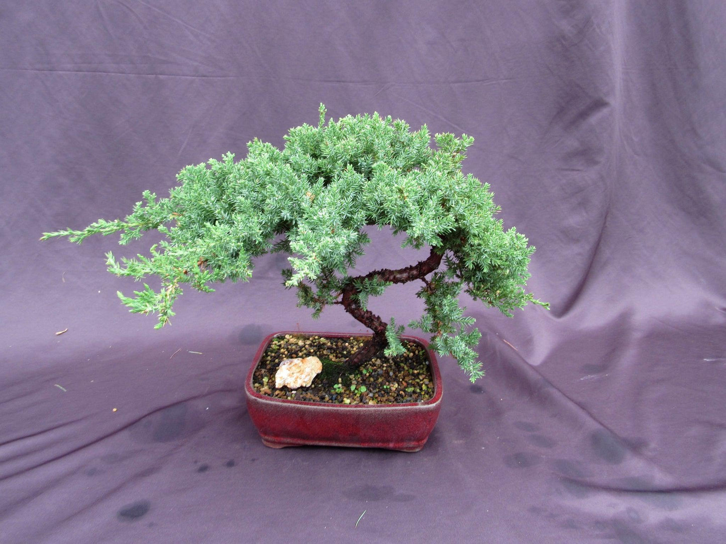 20 Year Old Juniper "S" Specimen Bonsai Tree