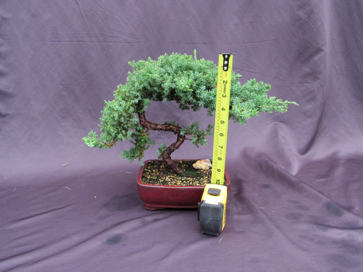 20 Year Old Juniper "S" Specimen Bonsai Tree