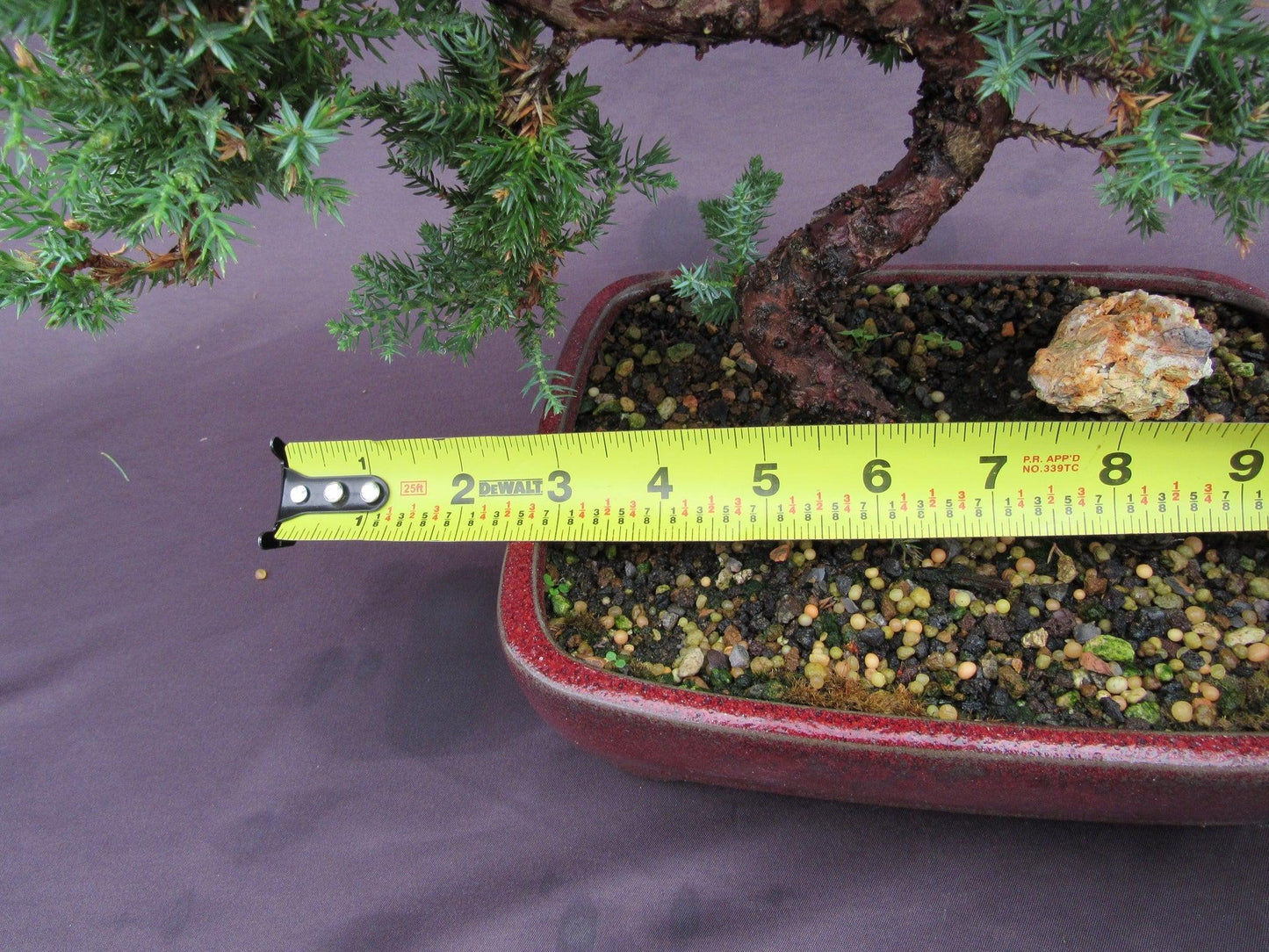 20 Year Old Juniper "S" Specimen Bonsai Tree