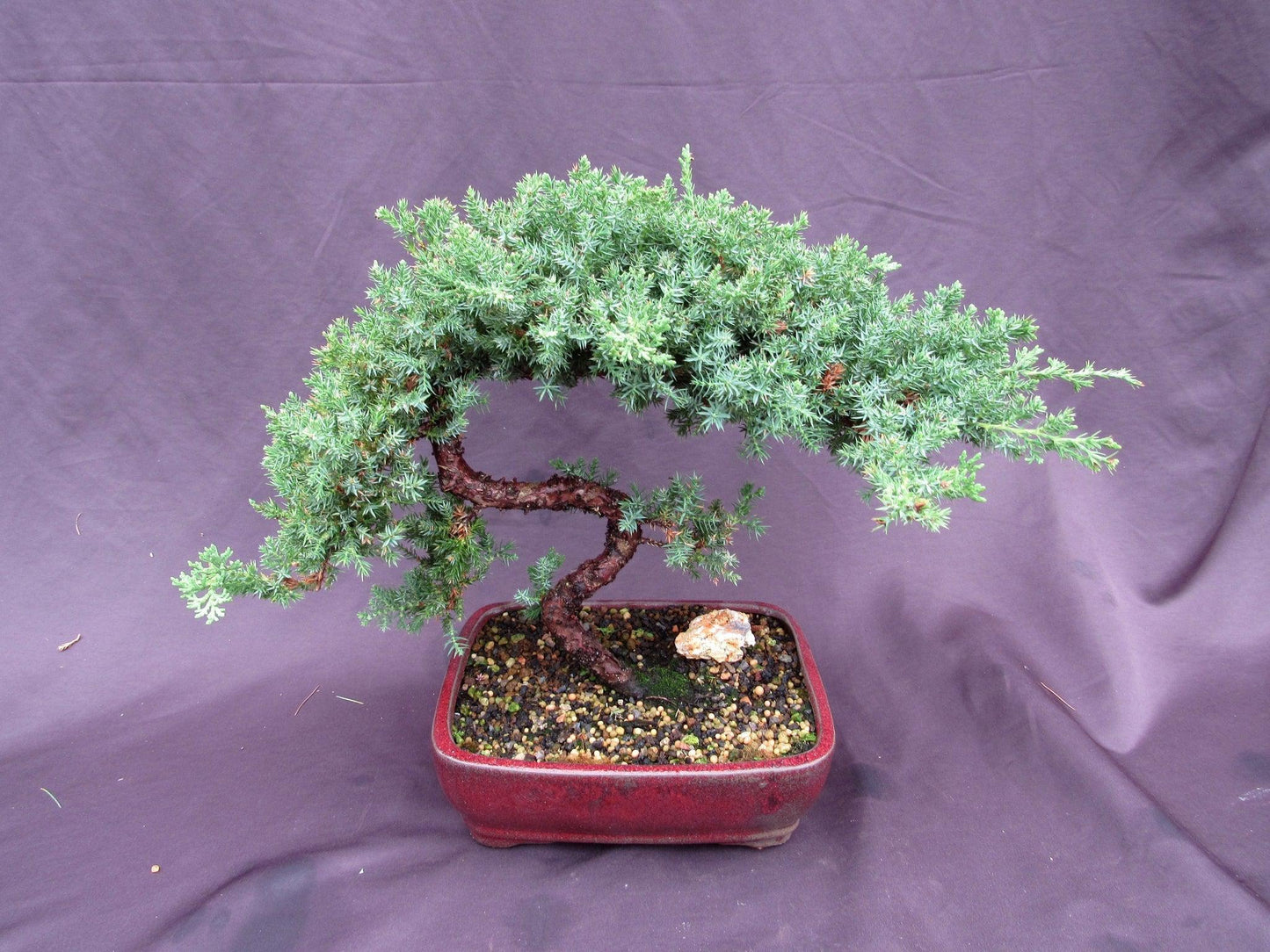 20 Year Old Juniper "S" Specimen Bonsai Tree