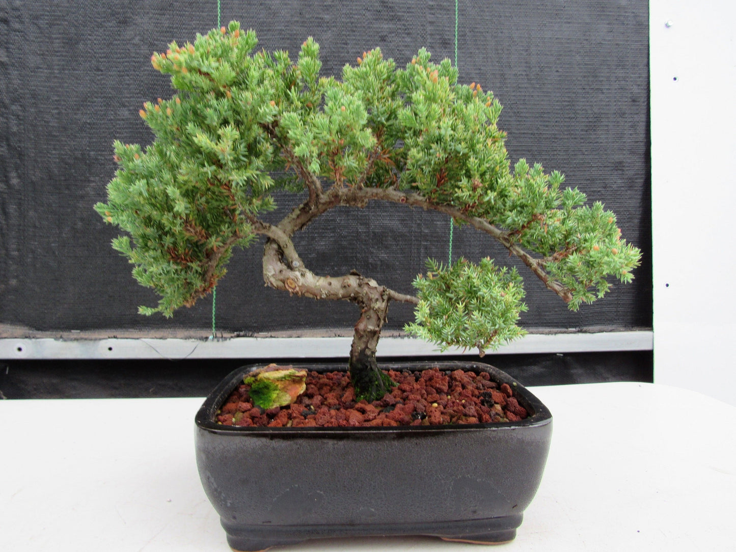 20 Year Old Juniper Specimen Bonsai Tree