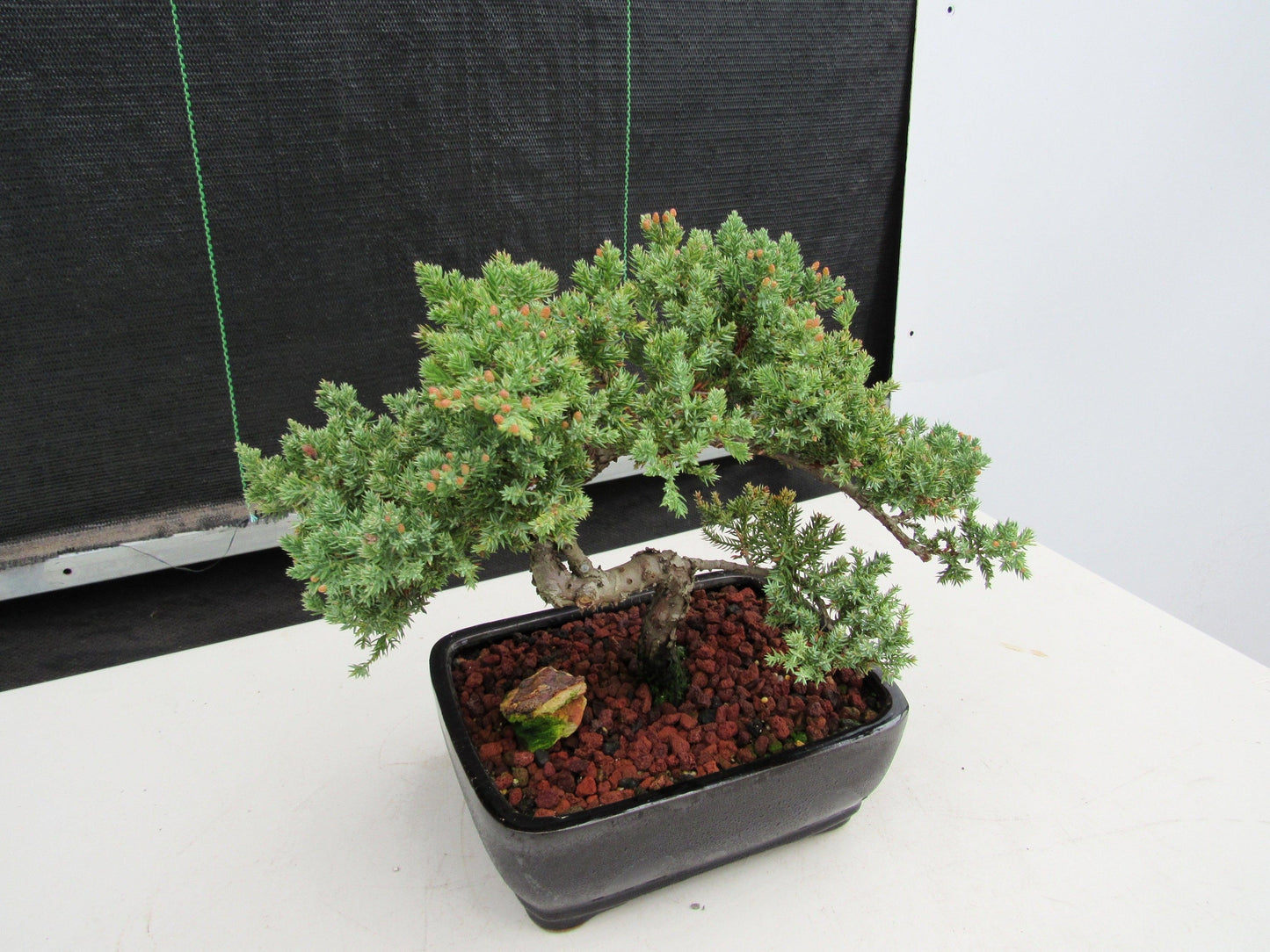 20 Year Old Juniper Specimen Bonsai Tree