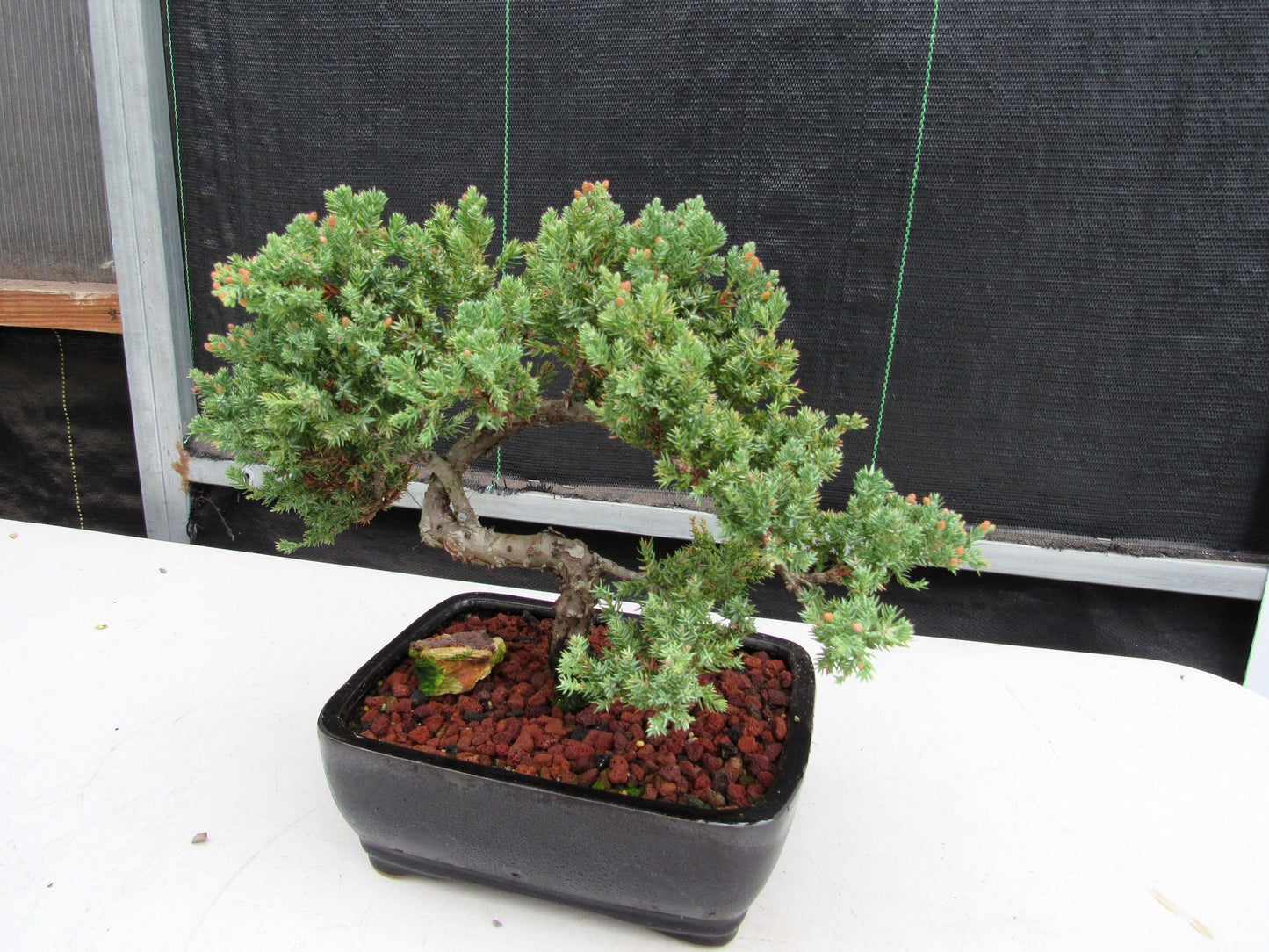 20 Year Old Juniper Specimen Bonsai Tree