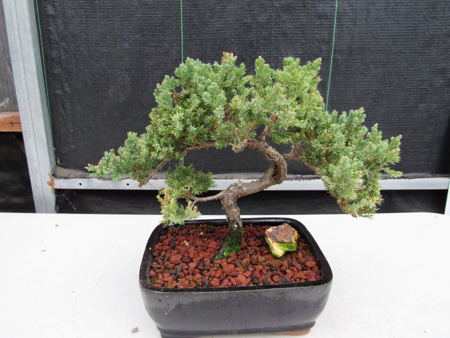 20 Year Old Juniper Specimen Bonsai Tree